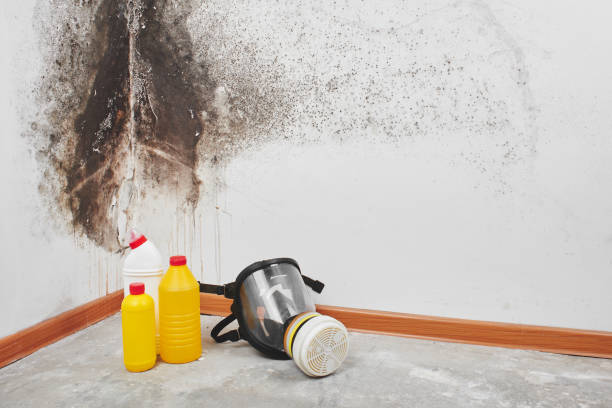 Best Residential Mold Removal  in Hillcrest, NY