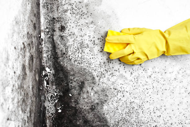 Best Toxic Mold Removal  in Hillcrest, NY