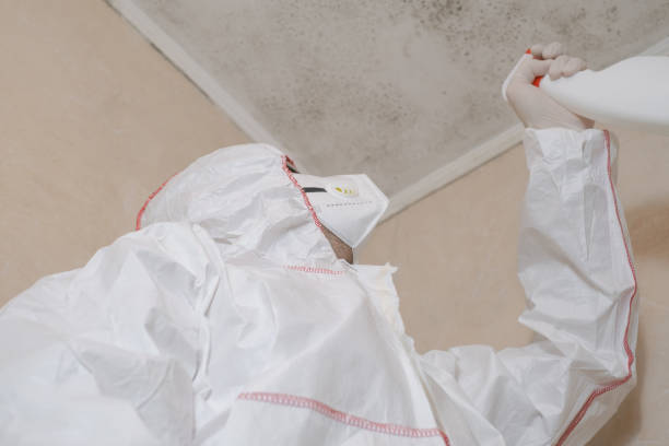 Hillcrest, NY Mold Removal Company