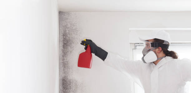 Certified Mold Removal in Hillcrest, NY