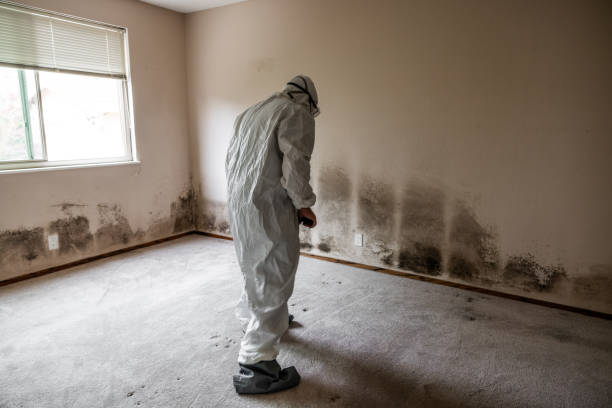 Best Mold Remediation  in Hillcrest, NY