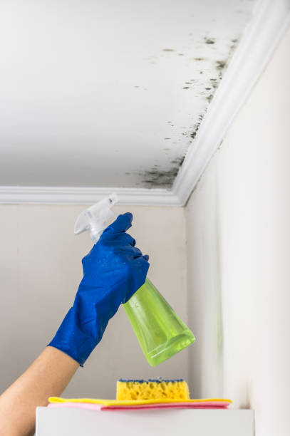 Best Commercial Mold Removal  in Hillcrest, NY